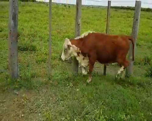 Lote 29 Terneros en Cnel. Du Graty, Chaco