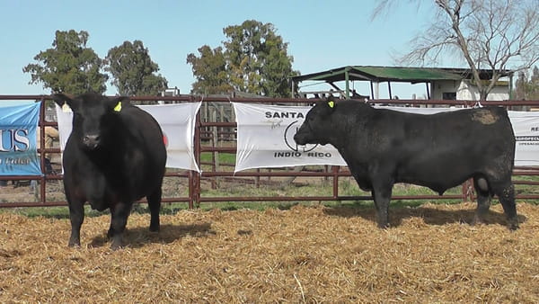 Lote "Toros ""SANTA ROSA"""