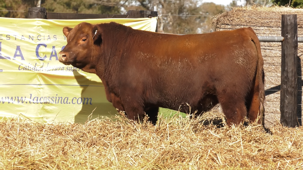 Lote TOROS A. ANGUS PURO PEDIGREE