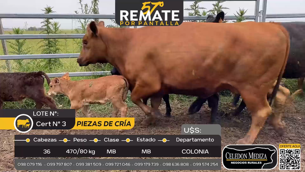 Lote 36 Piezas de cría en Ombúes Lavalle, Colonia