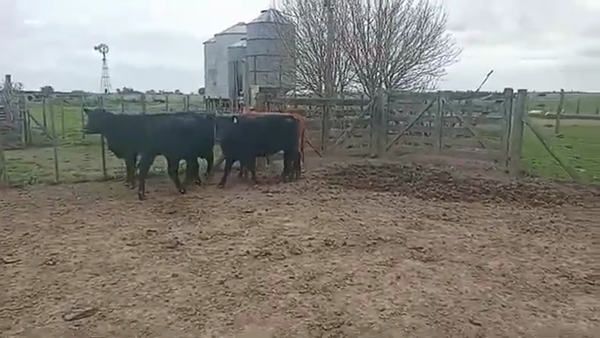 Lote Vaquillonas negras de Odsagro S.A.
