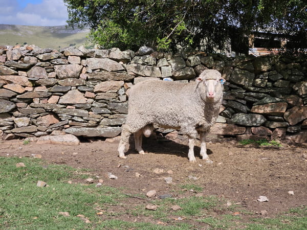 Lote Carneros, Lavalleja