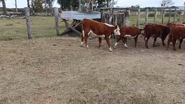 Lote 43 Terneros