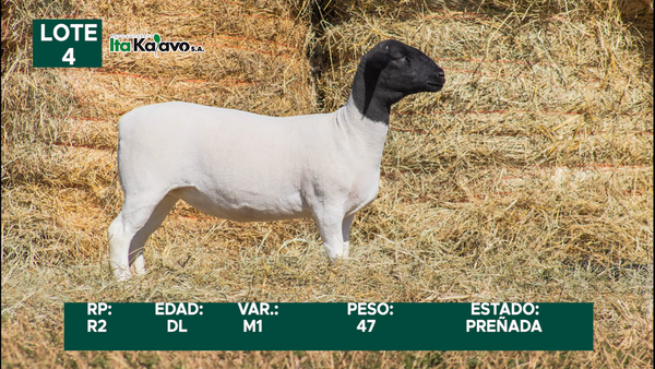 Lote LOTE 4
