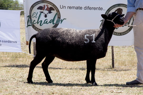 Lote OVINO STA. INES HEMBRA PPC