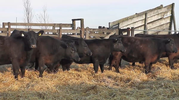 Lote """SAN BAUTISTA DEL SUR"" VAQUILLONAS MADRES ANGUS SELECCIONADAS CON GARANTÍA DE PREÑEZ"