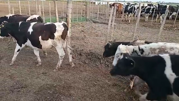 Lote 18 Terneros Holando Argentino en Col. Waltelina, Córdoba