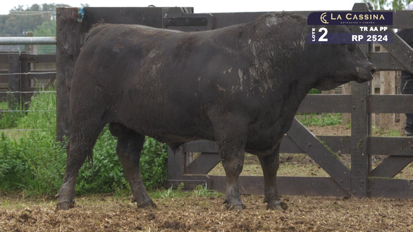 Lote TORO ABERDEEN ANGUS PURO PEDIGREE