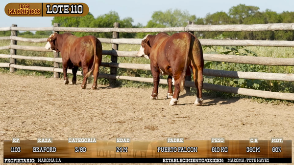 Lote LOTE 110 - VIVO
