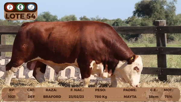 Lote LOTE 54