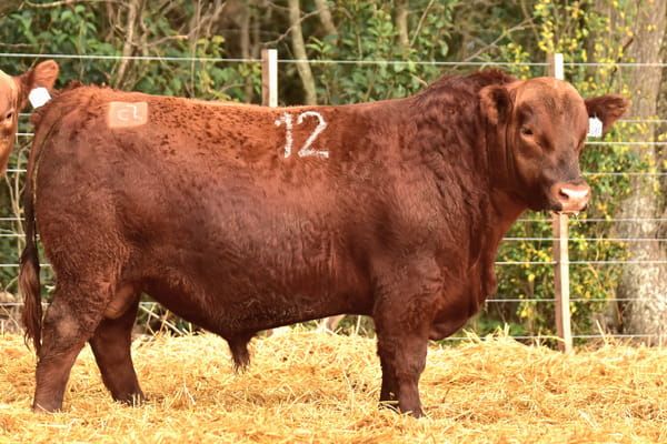 Lote TOROS ANGUS PC