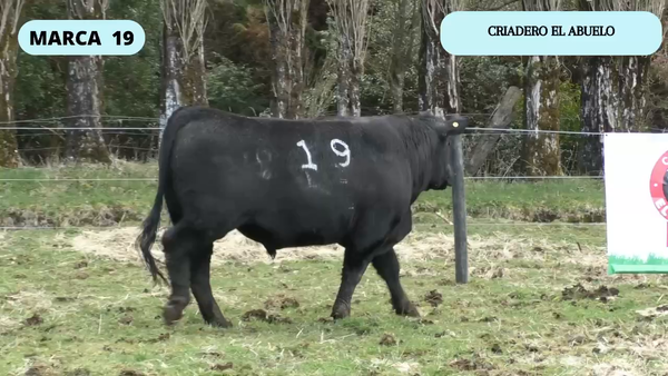 Lote 1 Toro en XI Región Aysén, Coyhaique