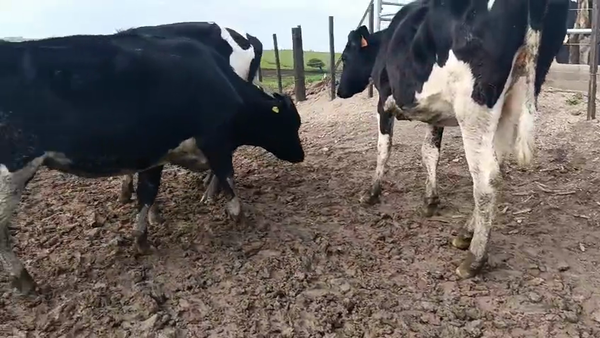 Lote 3 Vaquillonas  420kg - , San José