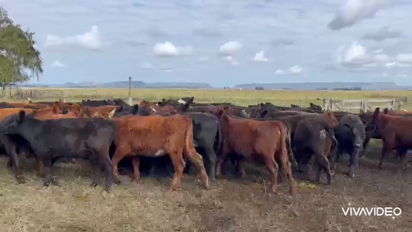 Lote 68 Terneras en Balcarce, Buenos Aires