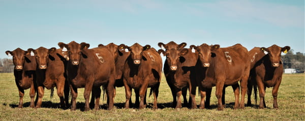 Lote Vaquillonas Angus PC Primavera