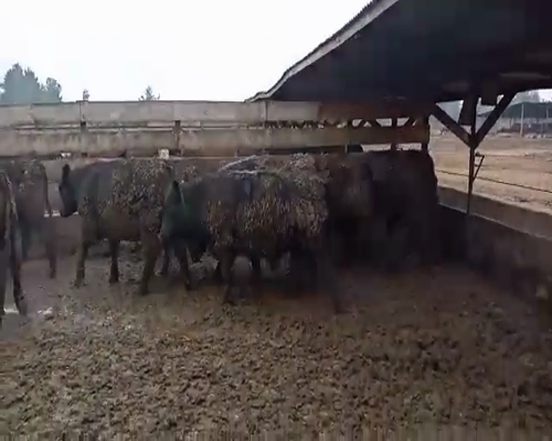 Lote 20 Novillo Gordo en Los Ángeles, VIII Región Biobío