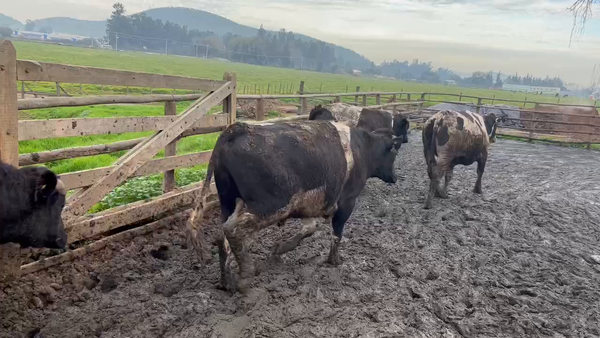 Lote 20 Novillo Gordo en Melipilla, Región Metropolitana