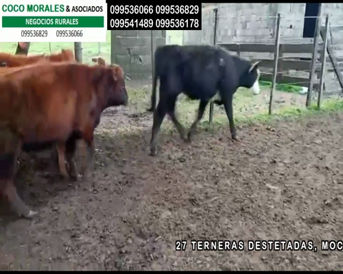 Lote 27 Terneras en Ptas.del Perdido, Soriano