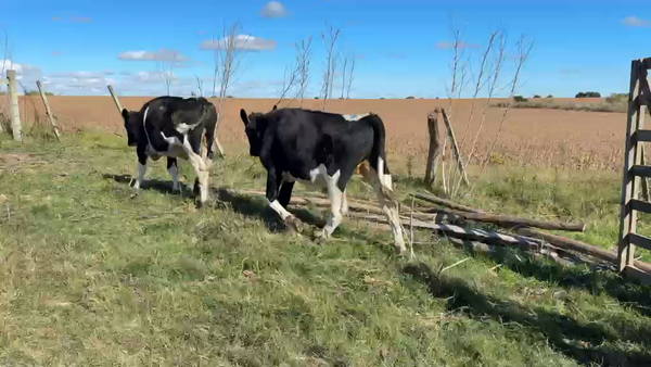 Lote NOVILLOS 1 a 2 AÑOS