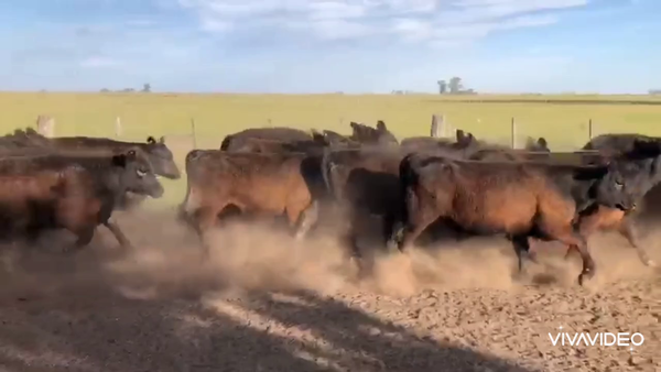 Lote 60 Terneras en Azul, Buenos Aires