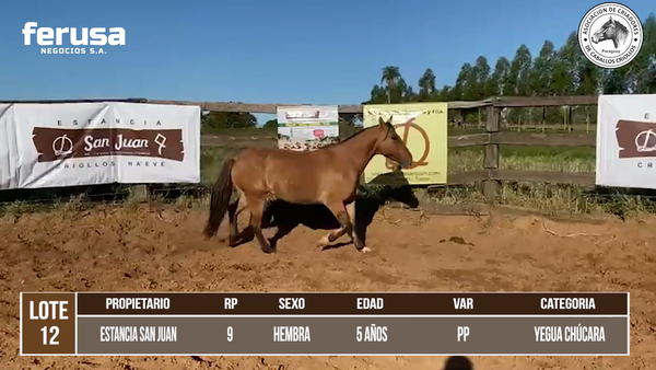 Lote LOTE 12 DE CAMPO