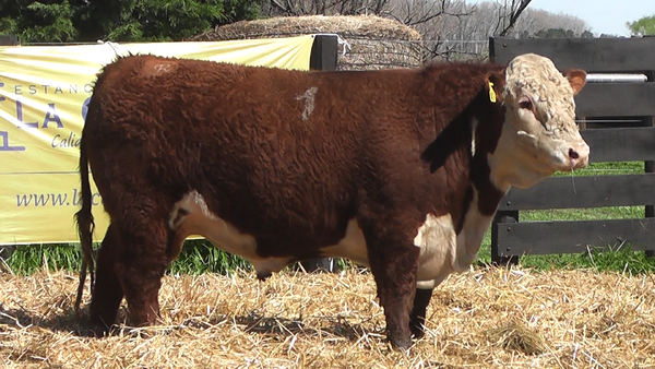 Lote TOROS P. HEREFORD PURO REGISTRADO