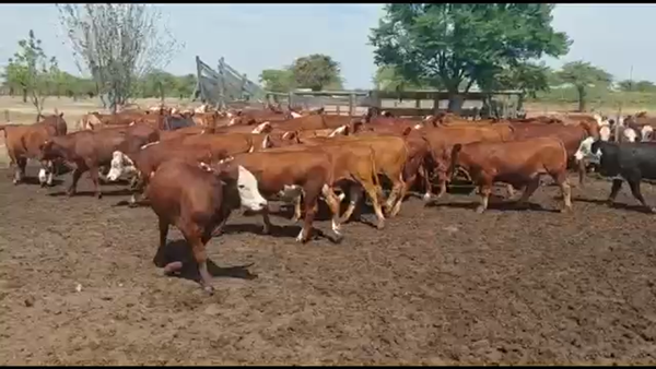 Lote 72 Terneros/as en Curuzú-Cuatiá, Corrientes