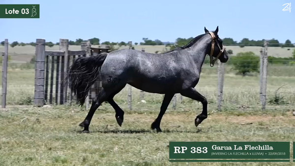 Lote Garua La Flechilla