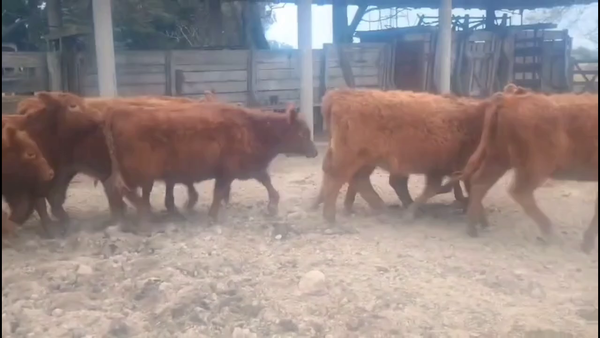 Lote 30 Terneras