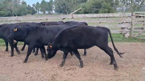 Lote VAQUILLONAS FORMADAS