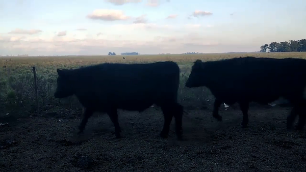 Lote 13 Novillos en Olavarrria