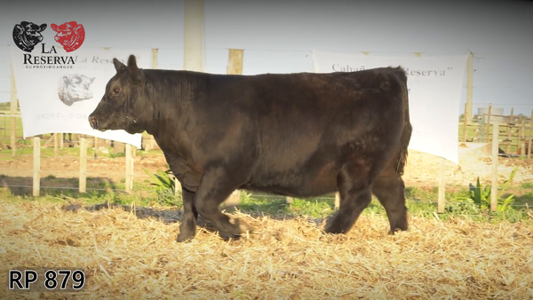 Lote Terneras PP al 100%