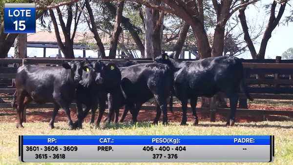 Lote VAQUILLAS BRANGUS PREÑADAS  -LOTE 15