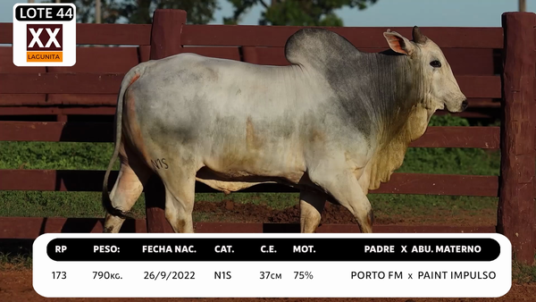 Lote LOTE 44