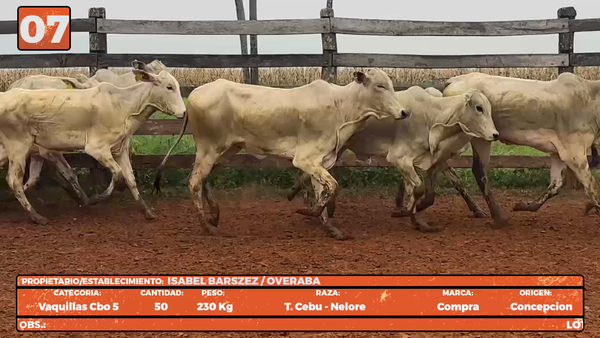 Lote LOTE 7