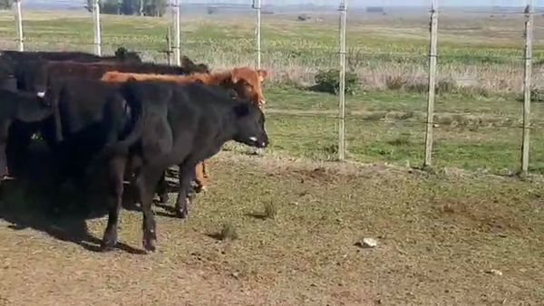 Lote 11 Terneras Angus