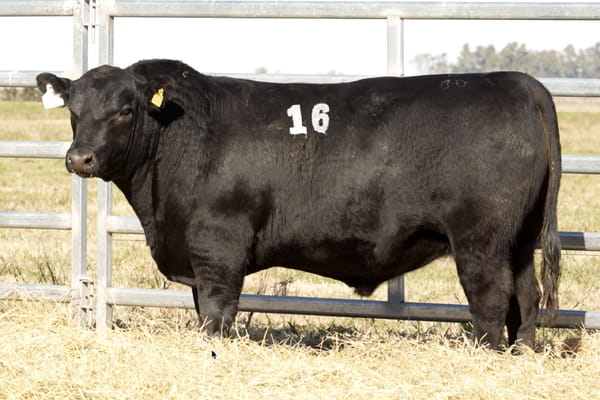 Lote TOROS ANGUS PUROS CONTROLADOS