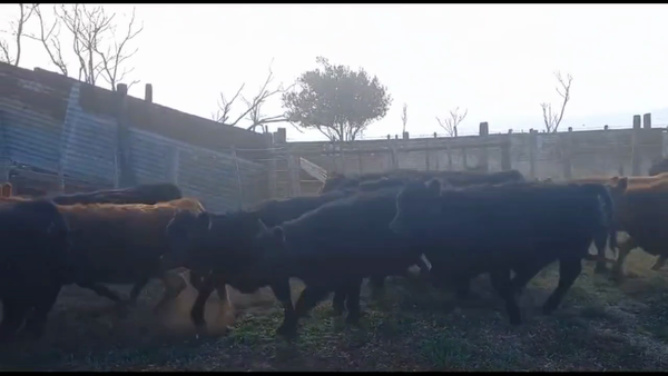 Lote 26 Terneros/as en Carhue