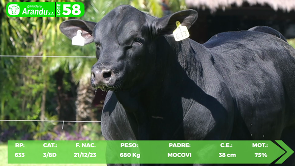 Lote LOTE 58