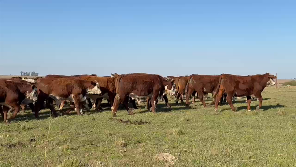 Lote 350 Terneros en Corrientes, Mercedes