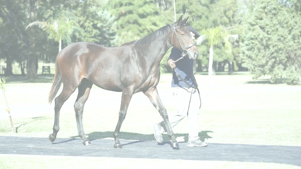 Lote EDI BEACH (TREASURE BEACH -  EDILIA por  Lizard Island)
