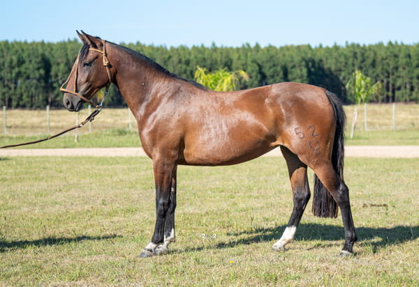 Lote DOBLE SANTA DEL PORRÚA