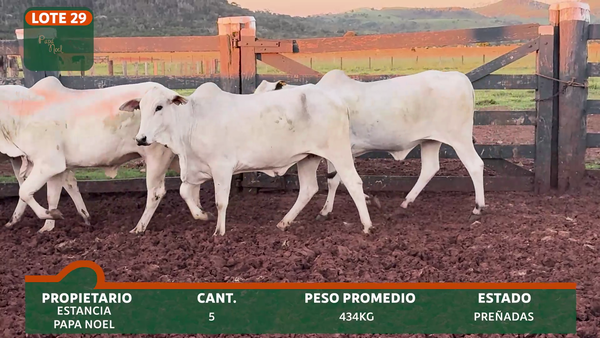 Lote PAPÁ NOEL