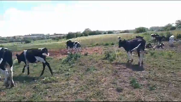 Lote (Vendido)3 Terneros Holando en Jesus Maria