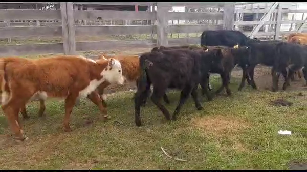 Lote 11 terneras hereford y angus