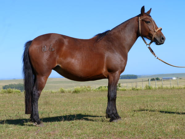 Lote Favorita del Cerro Grande