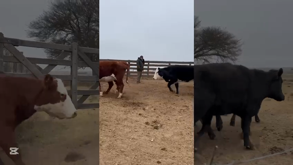 Lote 70 Vaquillonas C/ gtia de preñez