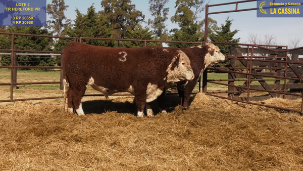 Lote TOROS P. HEREFORD PURO REGISTRADO