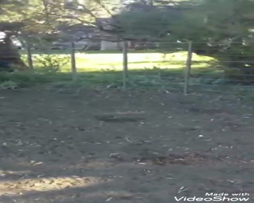 Lote 36 Vaquillonas C/ gtia de preñez en Buenos Aires, Gral. Lamadrid