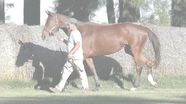 Lote ENTRE SUPLICAS (IL CAMPIONE -  SUPLICAS) RETIRADA DE TRAINING